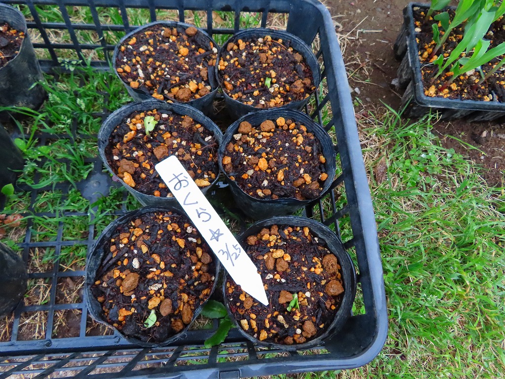 f:id:mouhatarakitakunai:20210403220702j:plain