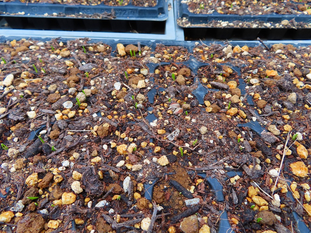 f:id:mouhatarakitakunai:20210403220706j:plain