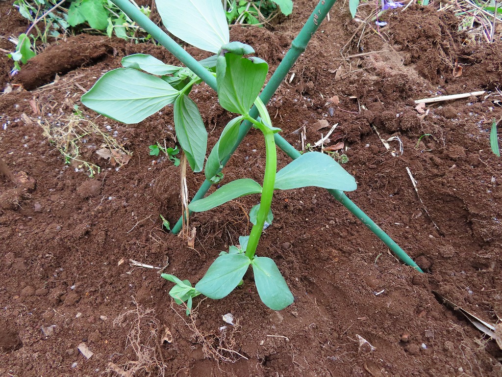 f:id:mouhatarakitakunai:20210403220731j:plain