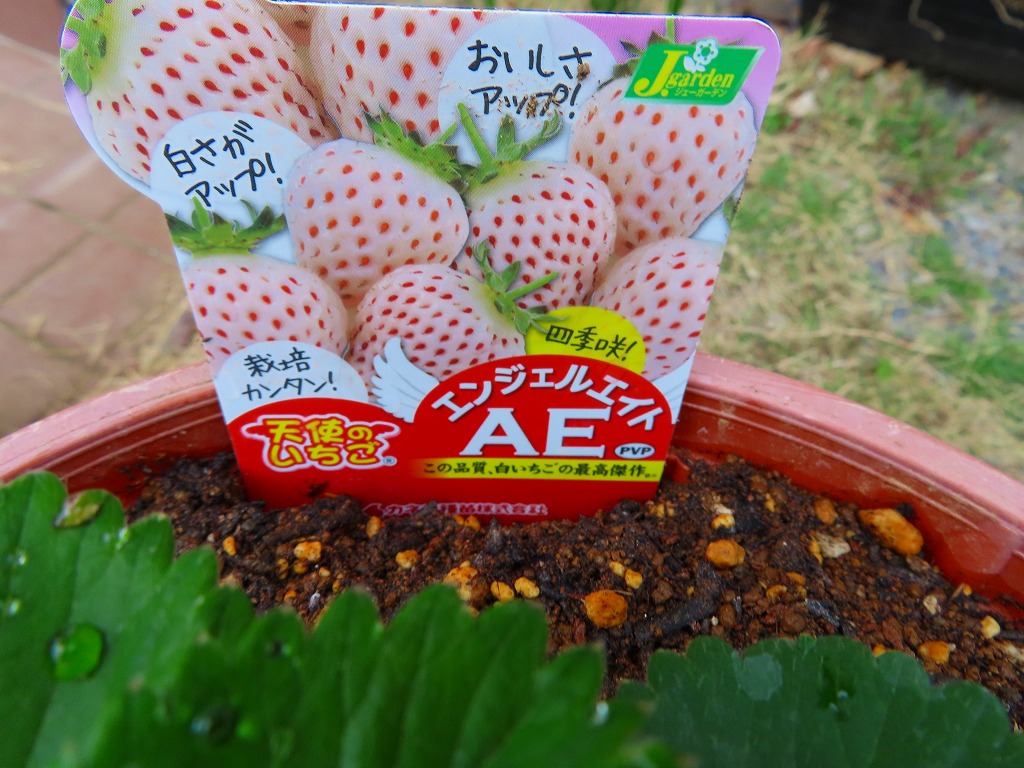 f:id:mouhatarakitakunai:20210403220737j:plain