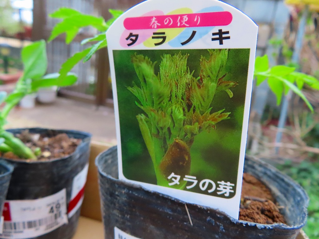 f:id:mouhatarakitakunai:20210403220751j:plain