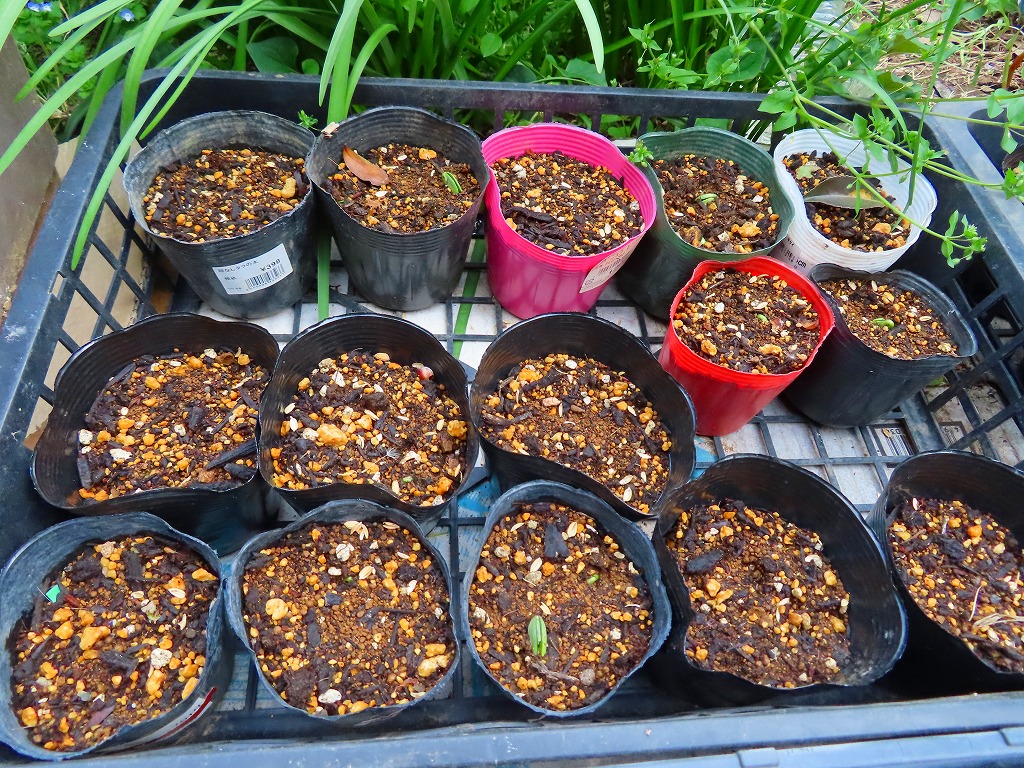 f:id:mouhatarakitakunai:20210501185827j:plain