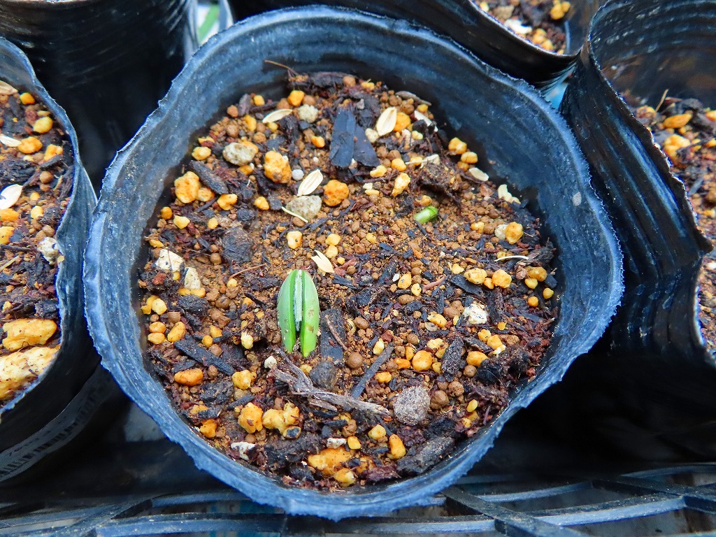 f:id:mouhatarakitakunai:20210501185831j:plain