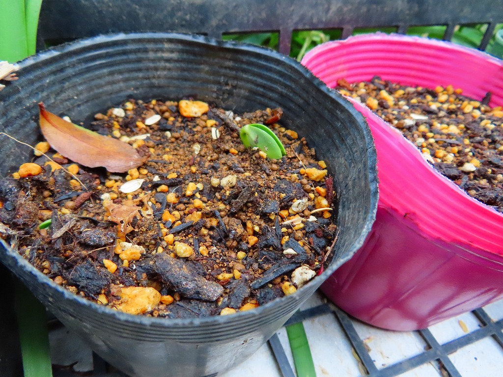 f:id:mouhatarakitakunai:20210501185834j:plain