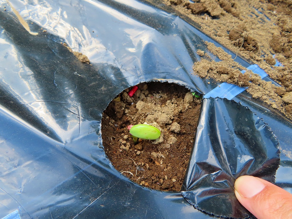 f:id:mouhatarakitakunai:20210501185842j:plain