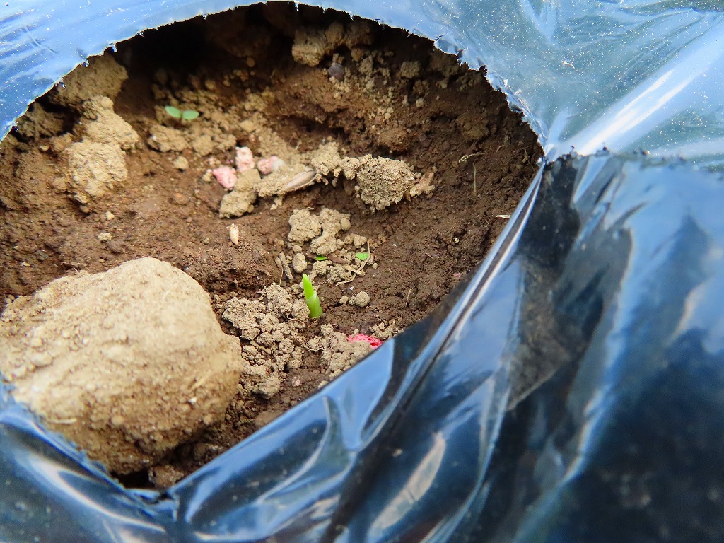 f:id:mouhatarakitakunai:20210501185845j:plain