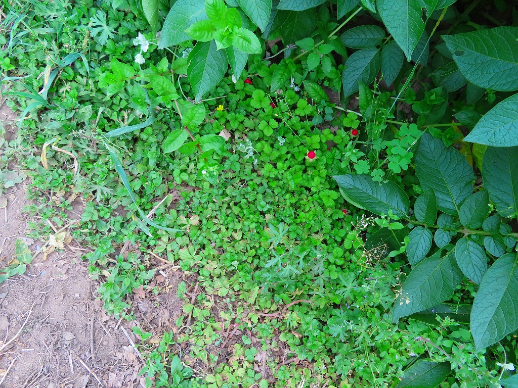 f:id:mouhatarakitakunai:20210516184433j:plain