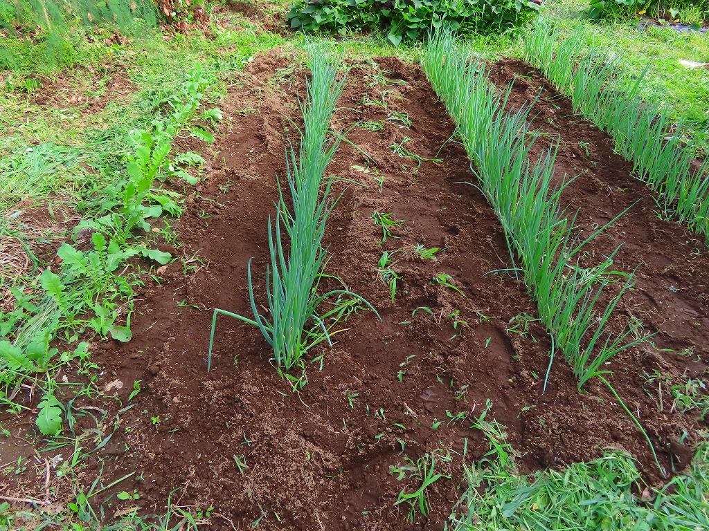 f:id:mouhatarakitakunai:20210703175635j:plain