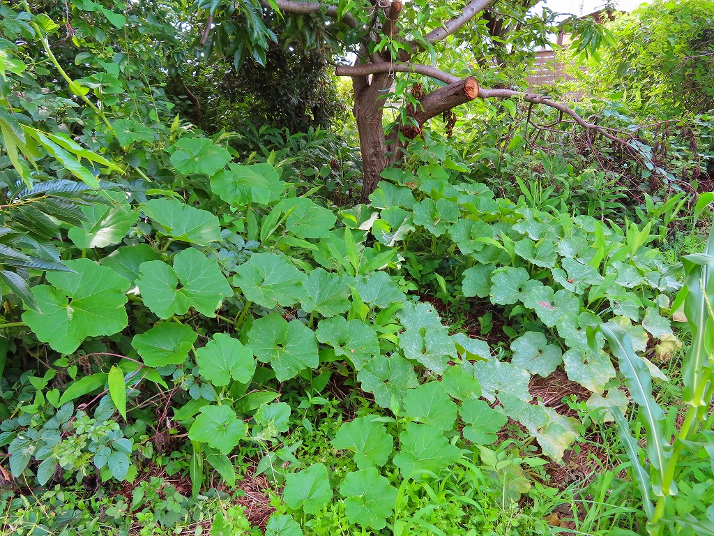 f:id:mouhatarakitakunai:20210703175638j:plain