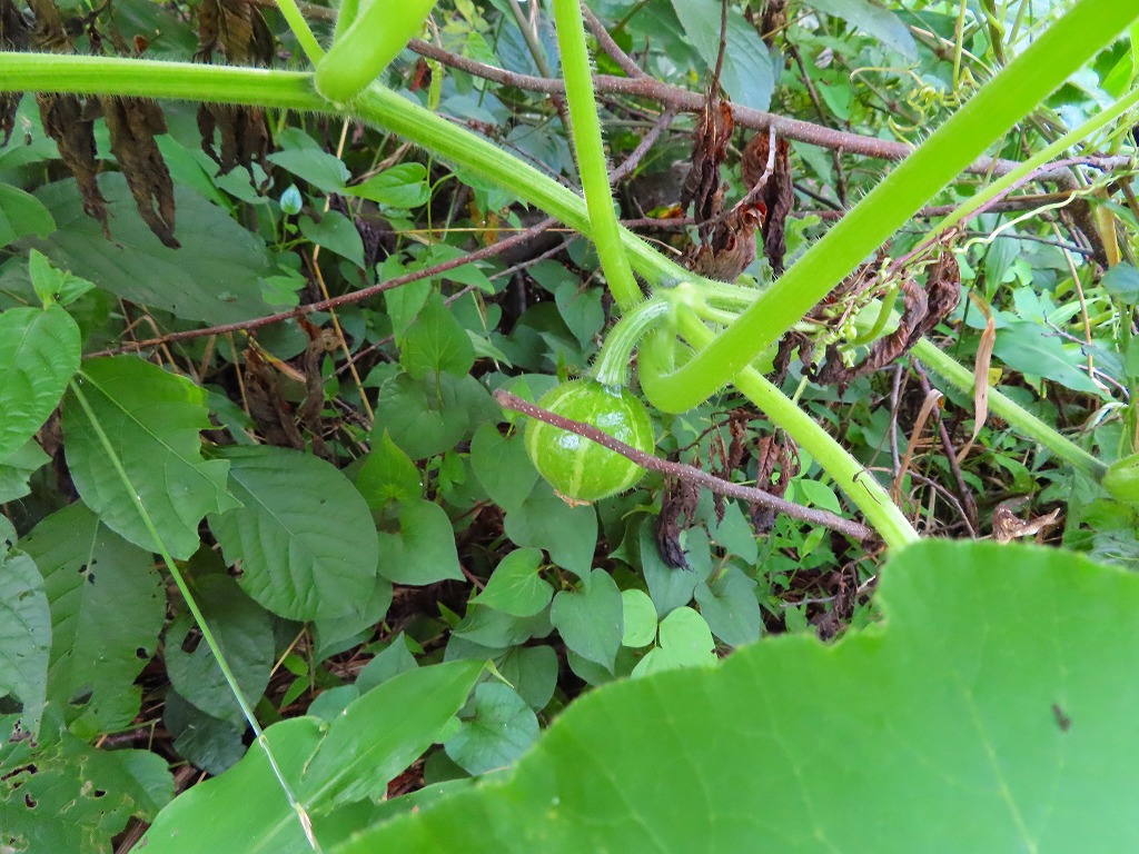 f:id:mouhatarakitakunai:20210703175643j:plain