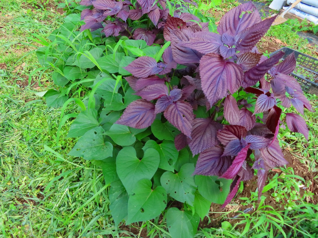 f:id:mouhatarakitakunai:20210703175647j:plain