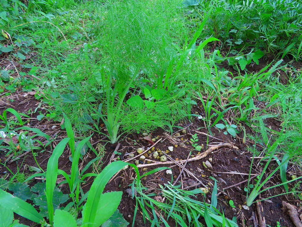 f:id:mouhatarakitakunai:20210703175651j:plain