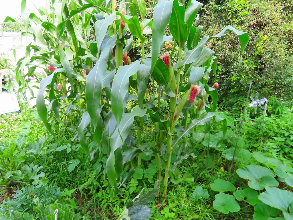 f:id:mouhatarakitakunai:20210703175703j:plain