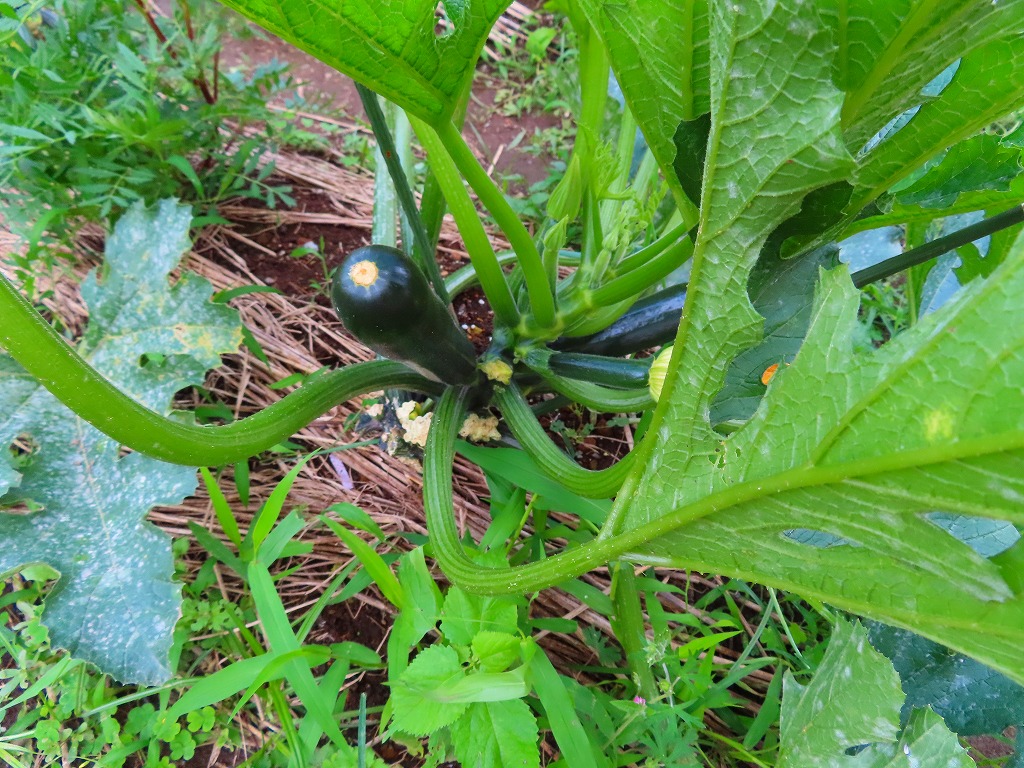 f:id:mouhatarakitakunai:20210703175708j:plain