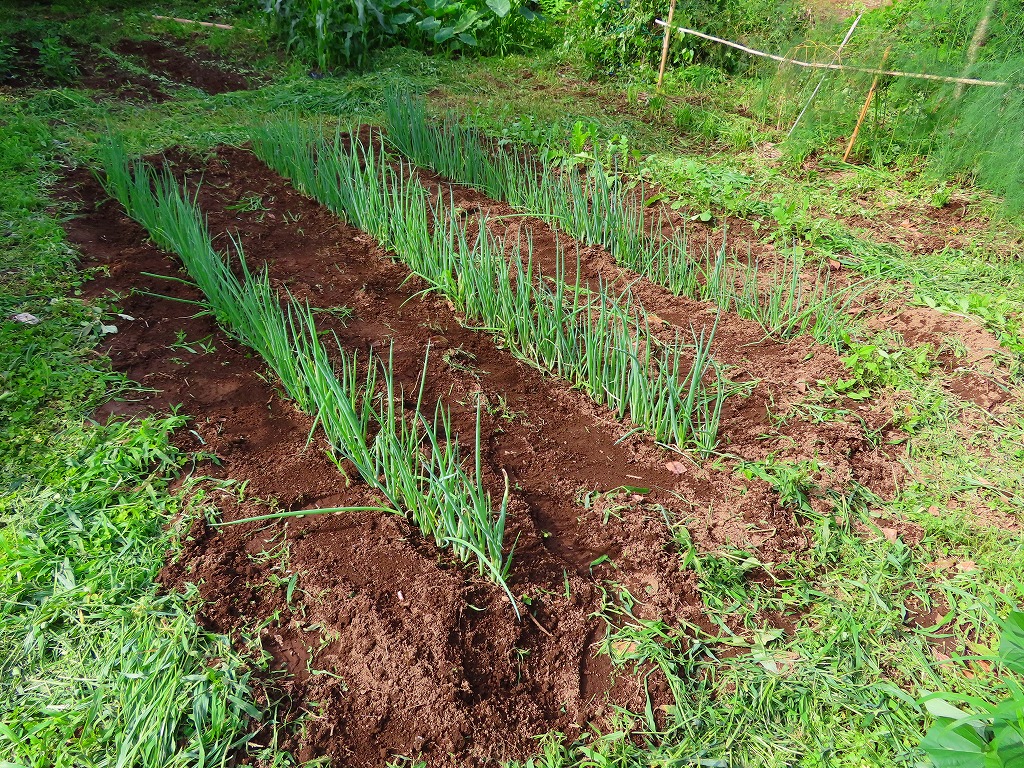 f:id:mouhatarakitakunai:20210703175717j:plain