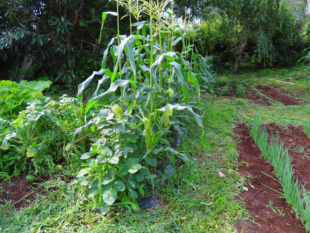 f:id:mouhatarakitakunai:20210703175721j:plain