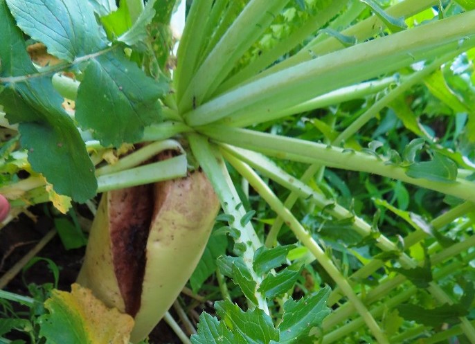 f:id:mouhatarakitakunai:20210703175724j:plain