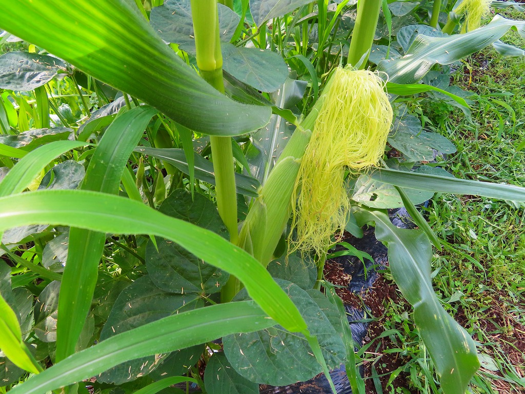 f:id:mouhatarakitakunai:20210703175728j:plain