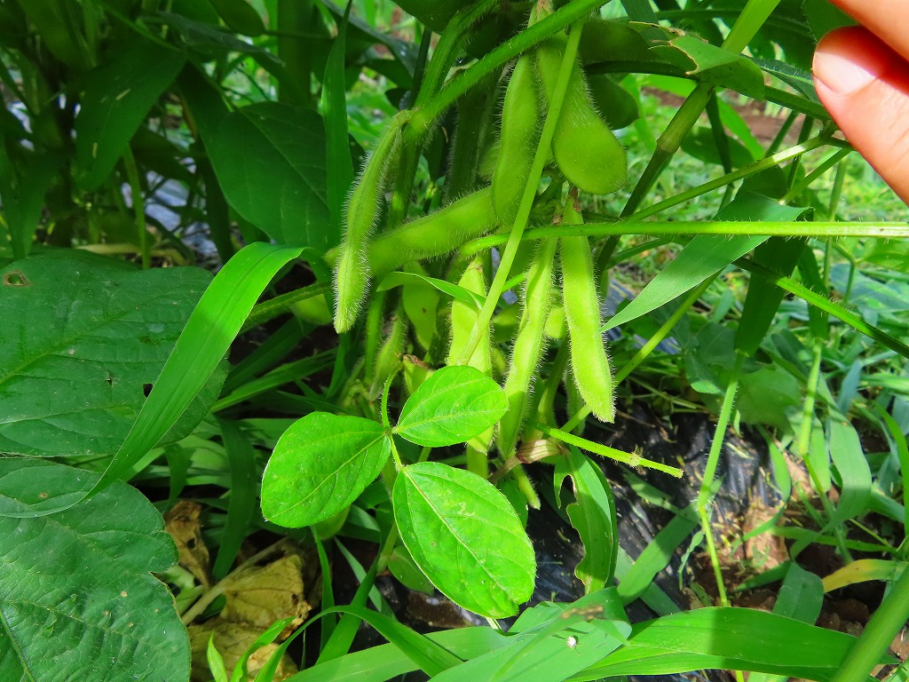 f:id:mouhatarakitakunai:20210703175735j:plain