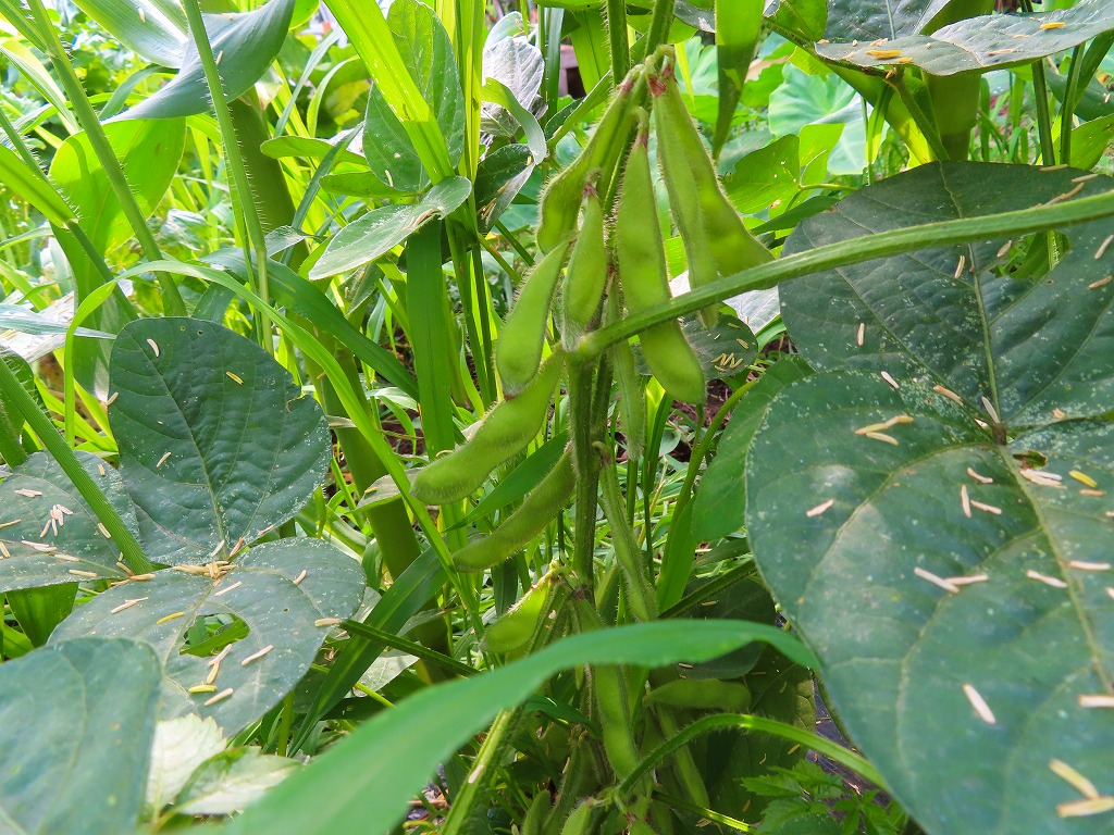 f:id:mouhatarakitakunai:20210703175739j:plain