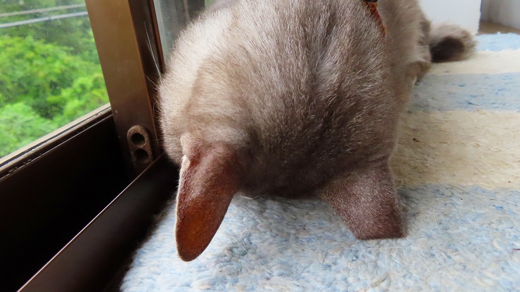 f:id:mouhatarakitakunai:20210814230345j:plain