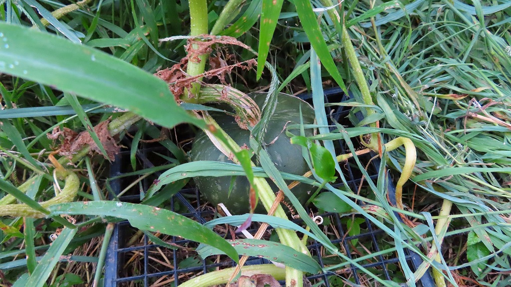 f:id:mouhatarakitakunai:20210822200825j:plain