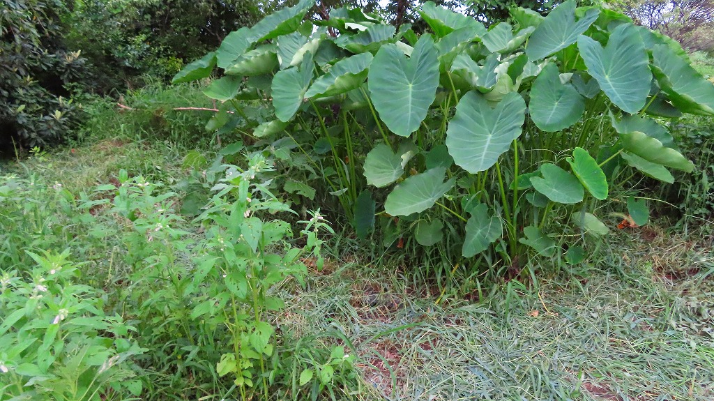 f:id:mouhatarakitakunai:20210822200831j:plain