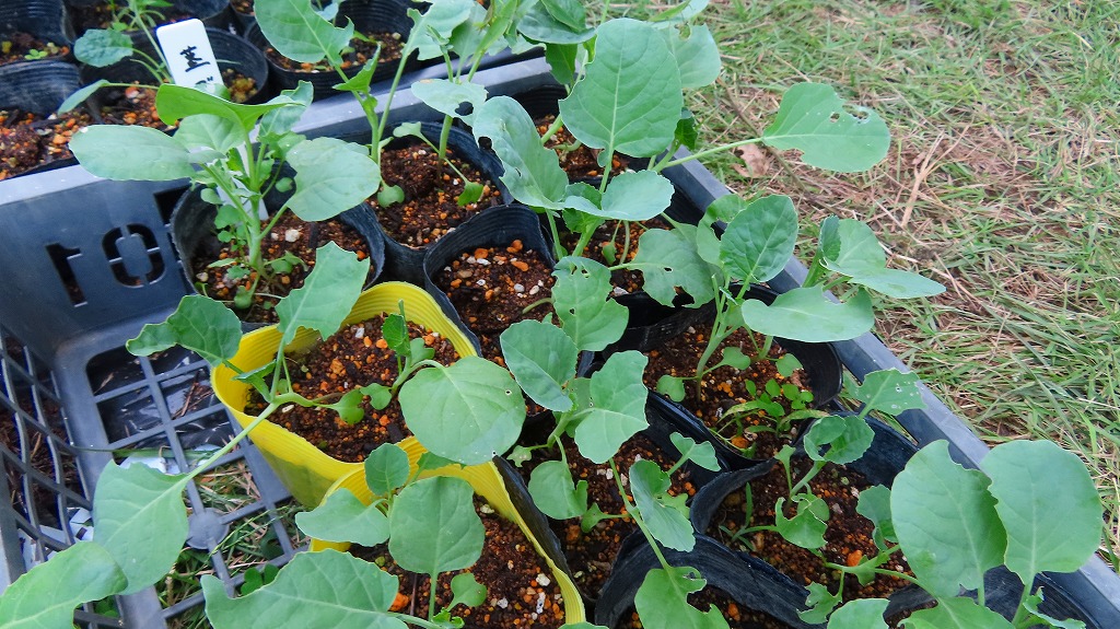 f:id:mouhatarakitakunai:20210919221201j:plain