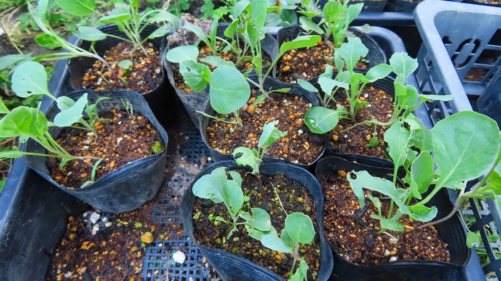 f:id:mouhatarakitakunai:20210919221203j:plain