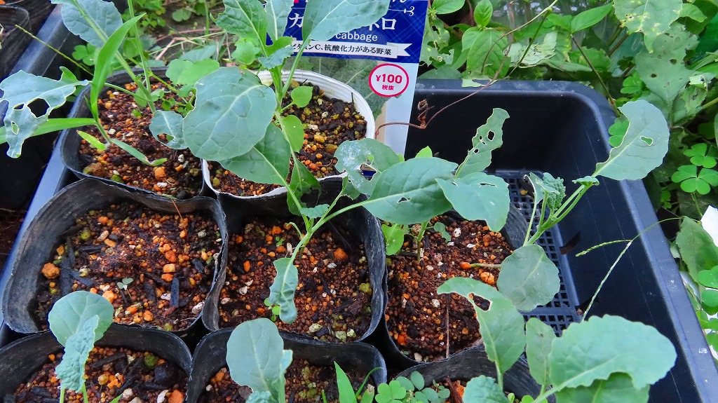 f:id:mouhatarakitakunai:20210919221205j:plain