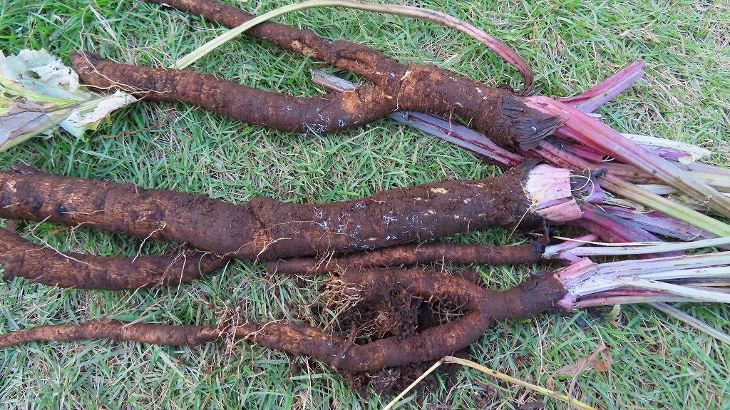 f:id:mouhatarakitakunai:20211004224527j:plain