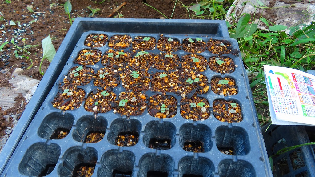 f:id:mouhatarakitakunai:20211004224532j:plain