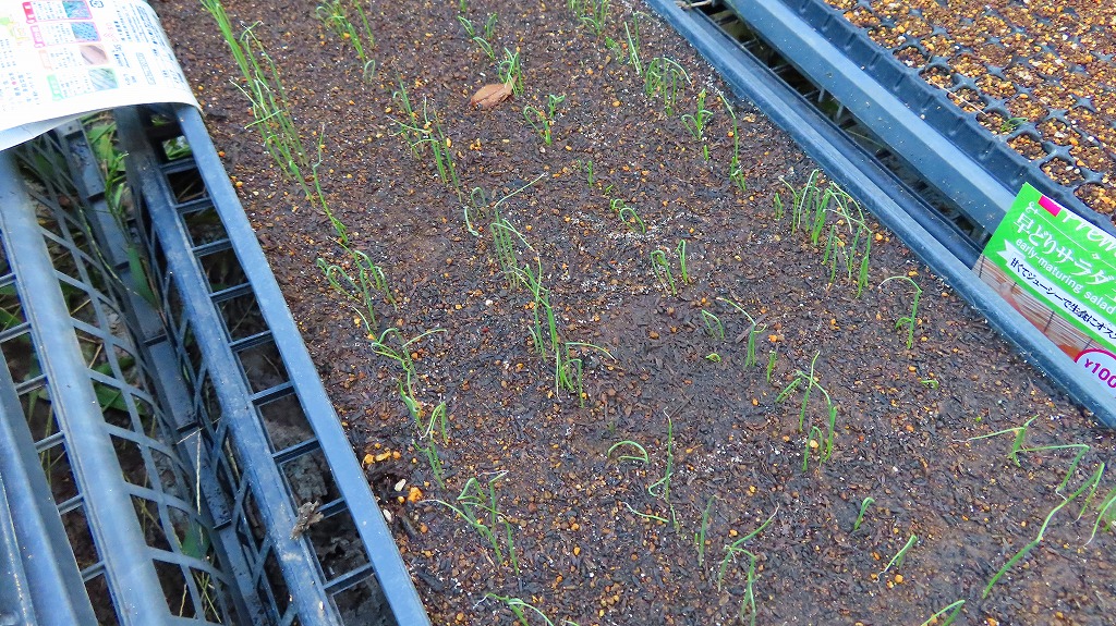 f:id:mouhatarakitakunai:20211004224535j:plain