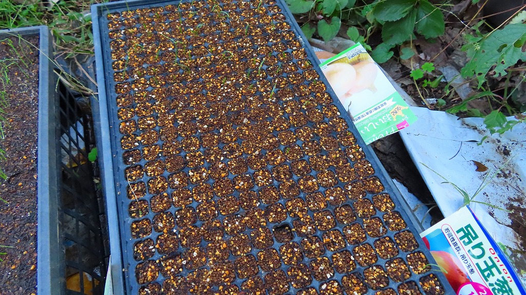 f:id:mouhatarakitakunai:20211004224537j:plain