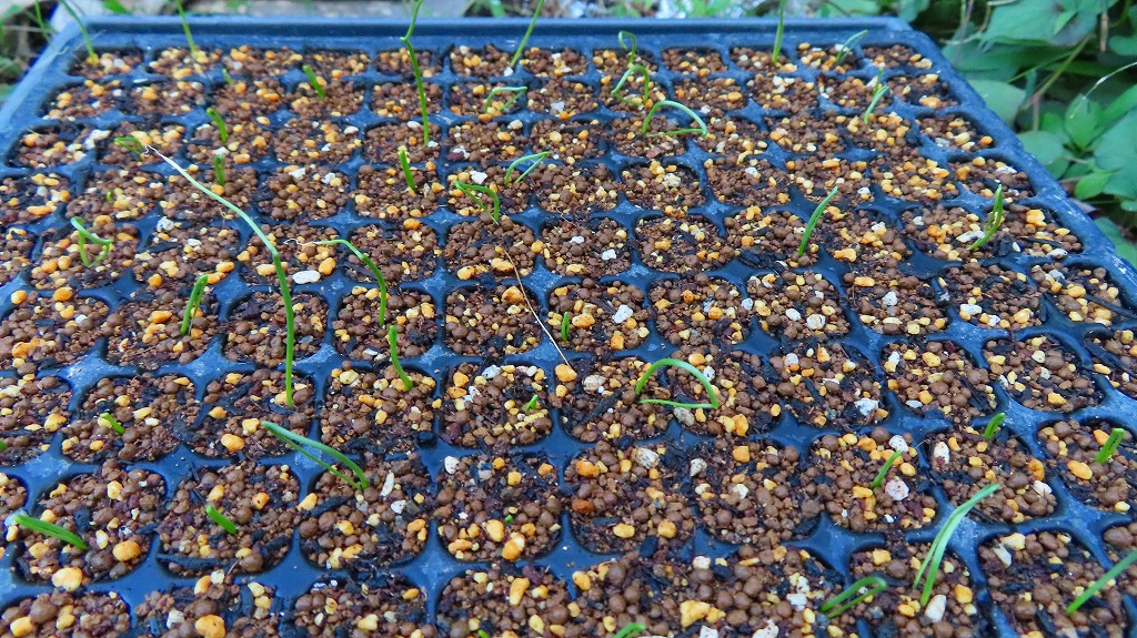 f:id:mouhatarakitakunai:20211004224540j:plain