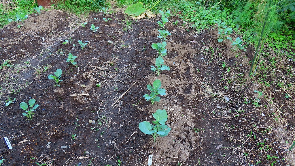 f:id:mouhatarakitakunai:20211004224545j:plain