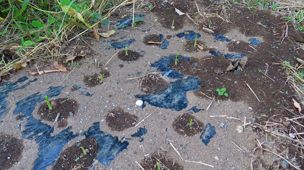 f:id:mouhatarakitakunai:20211004224547j:plain