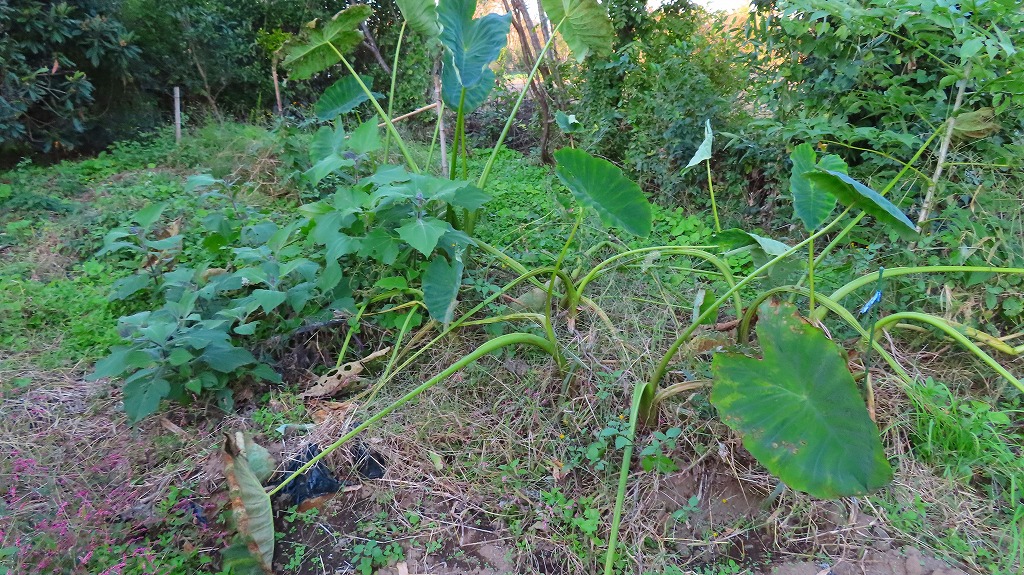 f:id:mouhatarakitakunai:20211114191202j:plain