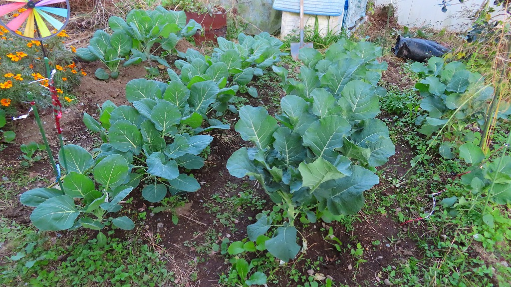 f:id:mouhatarakitakunai:20211114191221j:plain