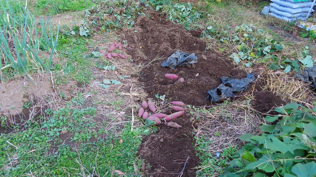 f:id:mouhatarakitakunai:20211114191229j:plain