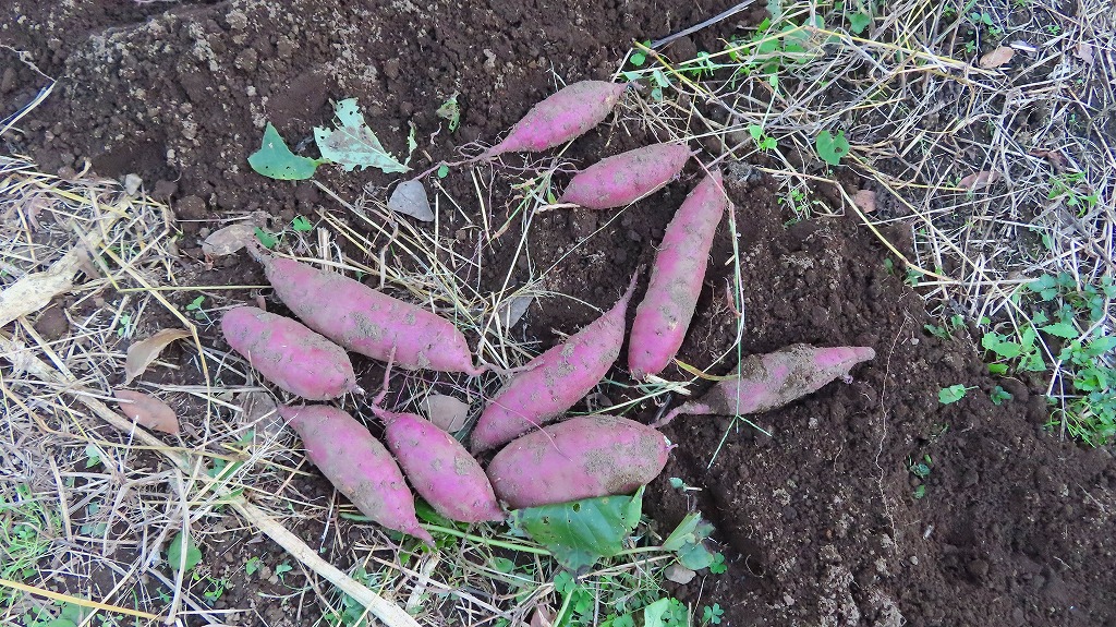 f:id:mouhatarakitakunai:20211114191236j:plain