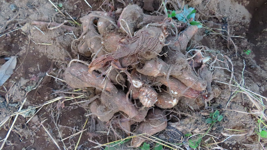 f:id:mouhatarakitakunai:20211118181002j:plain