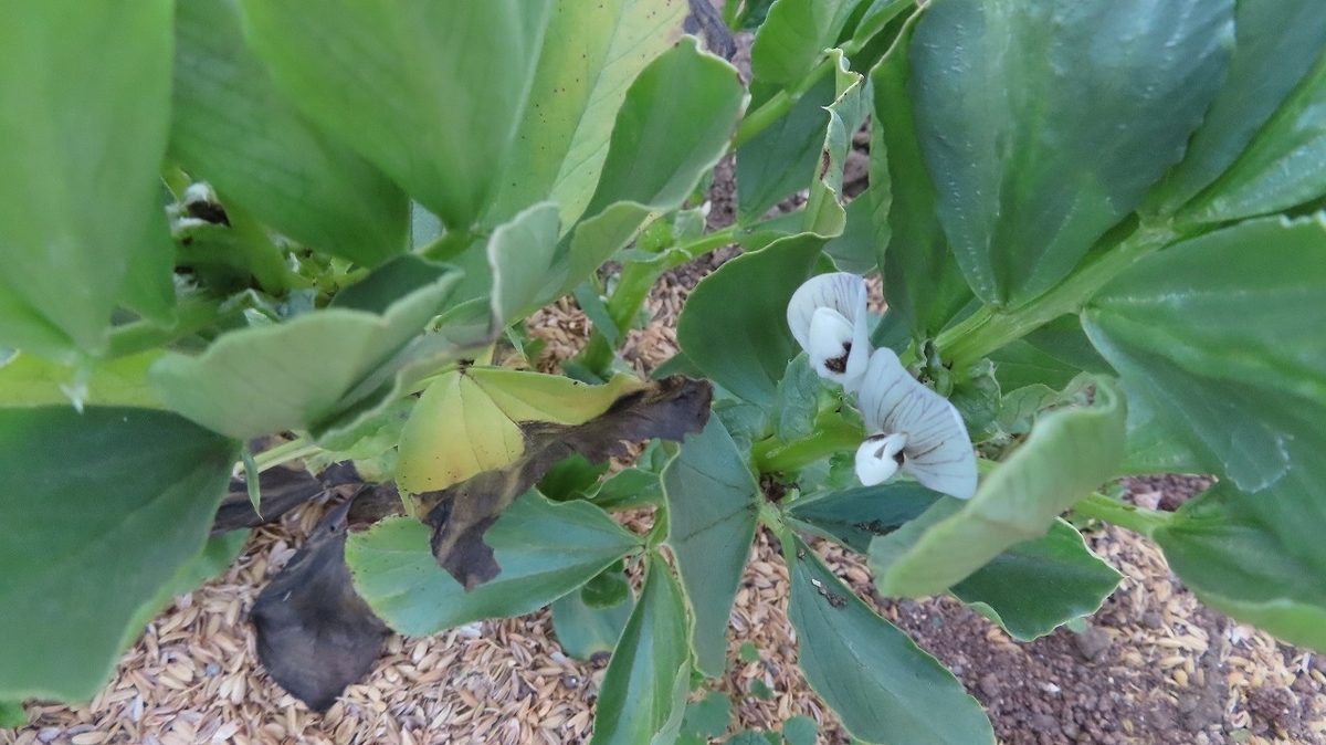 f:id:mouhatarakitakunai:20220308215355j:plain