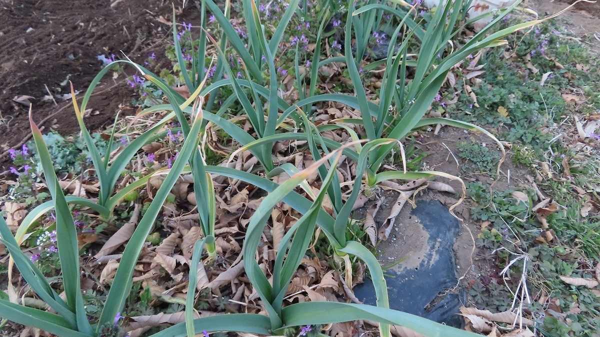 f:id:mouhatarakitakunai:20220308215402j:plain