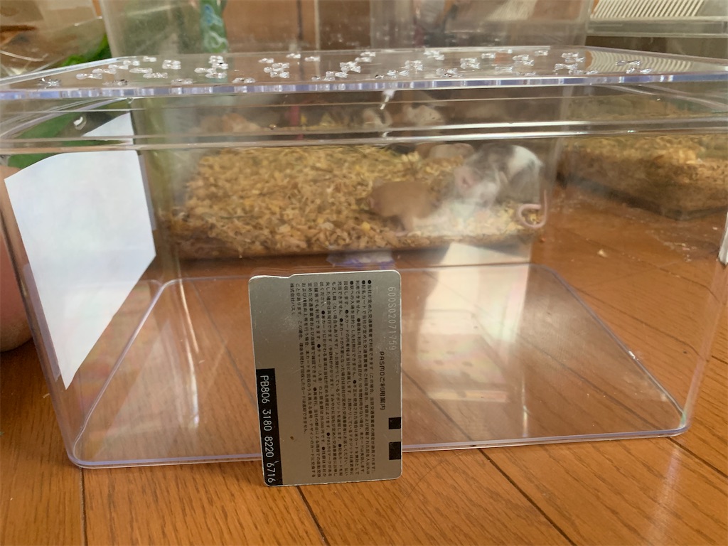 f:id:moumoukawaii:20210911191920j:image