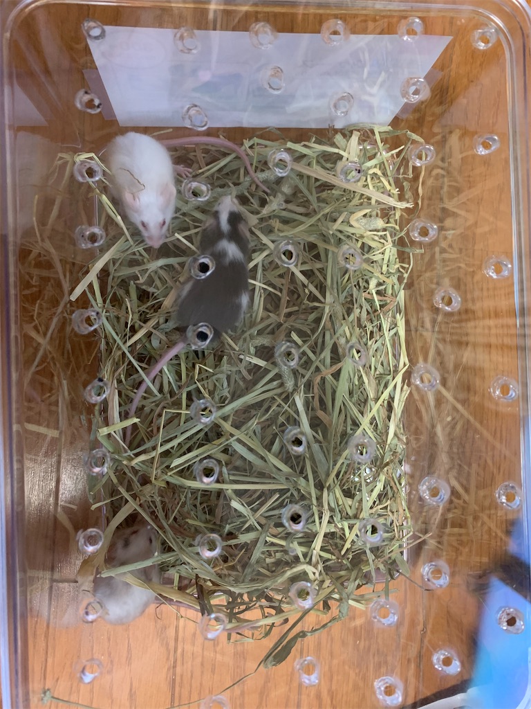 f:id:moumoukawaii:20210911192046j:image