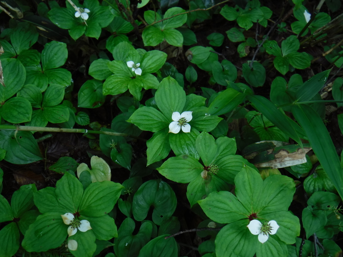 f:id:mountain999:20190318165257j:plain f:id:mountain999:20190318165257j:plain