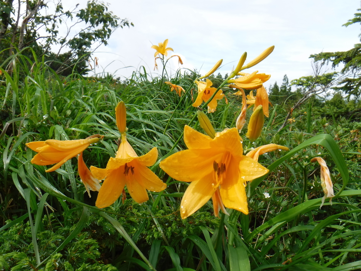 f:id:mountain999:20190318165334j:plain f:id:mountain999:20190318165334j:plain