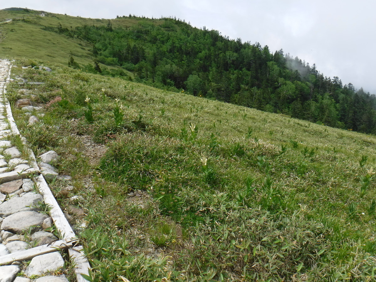 f:id:mountain999:20190318165910j:plain f:id:mountain999:20190318165910j:plain
