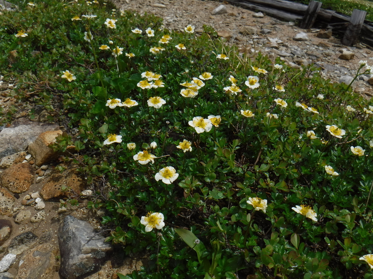 f:id:mountain999:20190318170008j:plain f:id:mountain999:20190318170008j:plain